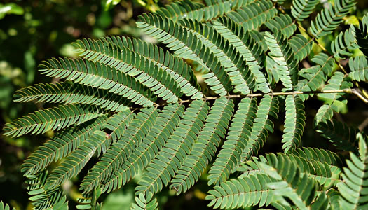 leaf or frond of Albizia julibrissin, Mimosa, Silktree