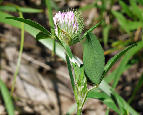 sepals or bracts of Trifolium pratense, Red Clover