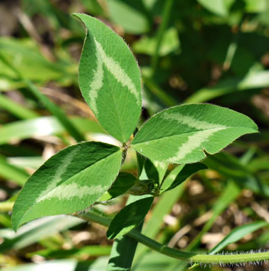 leaf or frond of Trifolium pratense, Red Clover