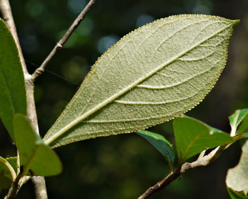 image of Aronia arbutifolia, Red Chokeberry