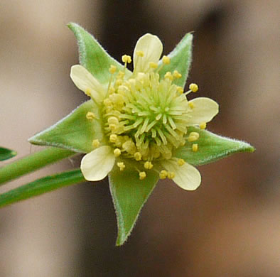 flower of Geum virginianum, Pale Avens, Cream Avens