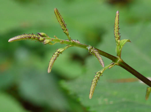 image of Collinsonia canadensis, Northern Horsebalm, Citronella, Canada Stoneroot, Canada Horsebalm