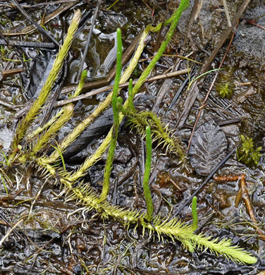 image of Lycopodiella appressa, Southern Bog-clubmoss