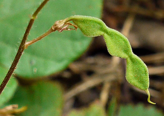 Desmodium rotundifolium, Roundleaf Tick-trefoil, Dollarleaf, Prostrate Tick-trefoil, Sessileleaf Tick-trefoil