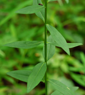 image of Linum striatum, Ridgestem Yellow Flax, Ridged Yellow Flax