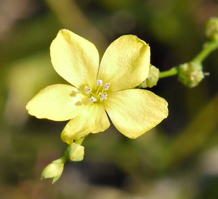 image of Linum striatum, Ridgestem Yellow Flax, Ridged Yellow Flax