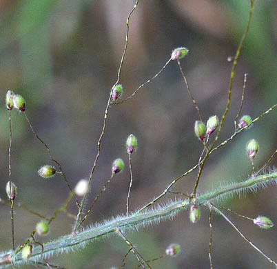 image of Dichanthelium scoparium, Velvet Witchgrass, Velvet Panicum
