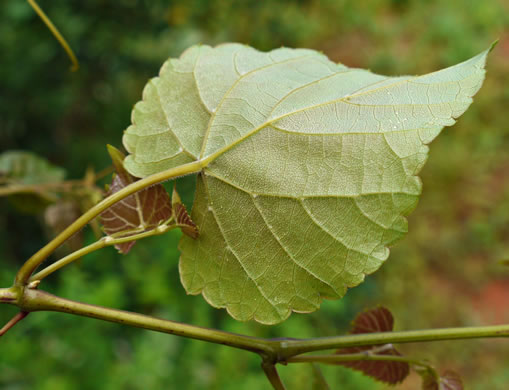 Vitis baileyana, Possum Grape