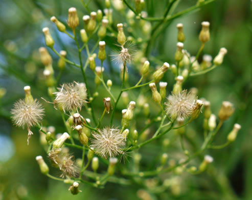 image of Erigeron canadensis, Common Horseweed