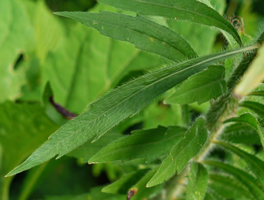 leaf or frond of Erigeron canadensis, Common Horseweed