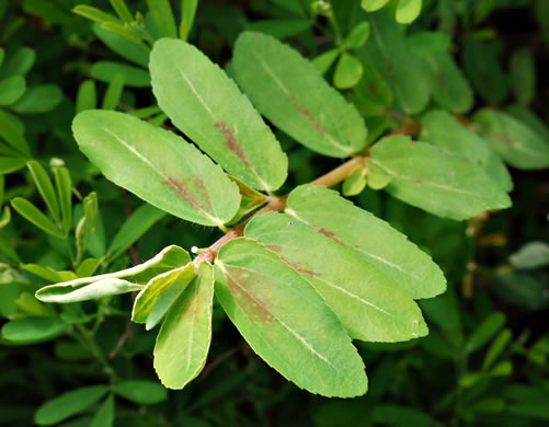 image of Euphorbia nutans, Eyebane, Nodding Spurge