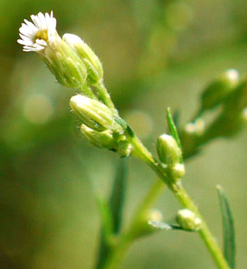 flower of Erigeron canadensis, Common Horseweed