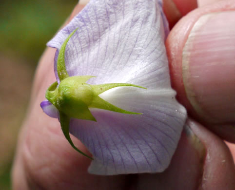 image of Centrosema virginianum var. virginianum, Climbing Butterfly-pea, Spurred Butterfly-pea