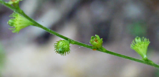 image of Agrimonia microcarpa, Low Agrimony, Small-fruited Agrimony