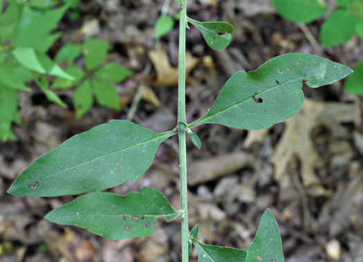 image of Aureolaria virginica, Downy False Foxglove, Downy Oak-leach, Virginia Oak-leach, Downy Yellow False Foxglove