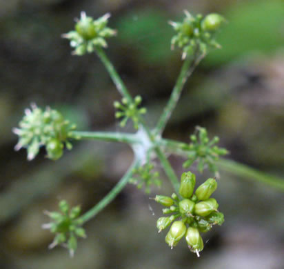 image of Thaspium trifoliatum var. trifoliatum, Purple Meadow-parsnip, Woodland Parsnip