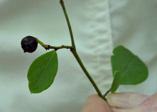 image of Vaccinium fuscatum, Hairy Highbush Blueberry, Black Highbush Blueberry