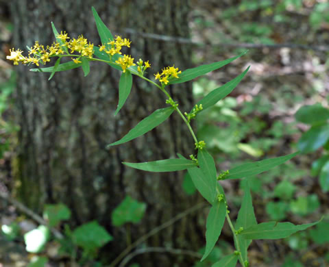 image of Solidago caesia, Bluestem Goldenrod, Axillary Goldenrod, Wreath Goldenrod, Bridal-wreath Goldenrod