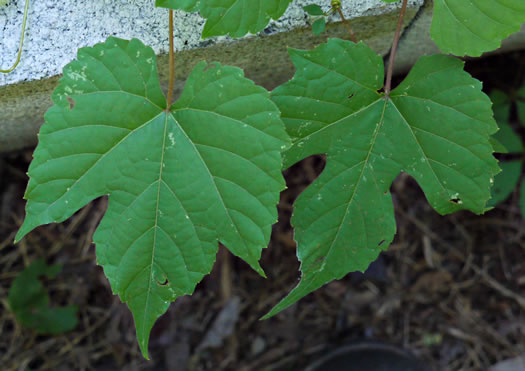 image of Vitis baileyana, Possum Grape