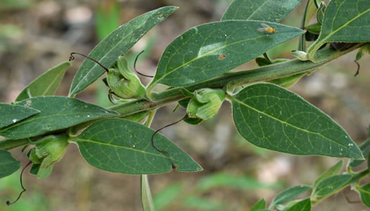 image of Aureolaria virginica, Downy False Foxglove, Downy Oak-leach, Virginia Oak-leach, Downy Yellow False Foxglove