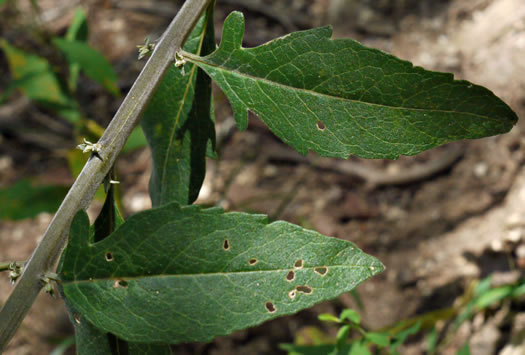 image of Aureolaria virginica, Downy False Foxglove, Downy Oak-leach, Virginia Oak-leach, Downy Yellow False Foxglove