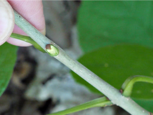 Fraxinus americana, White Ash, American Ash