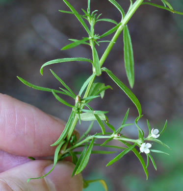 image of Polypremum procumbens, Juniperleaf, Polypremum, Rustweed