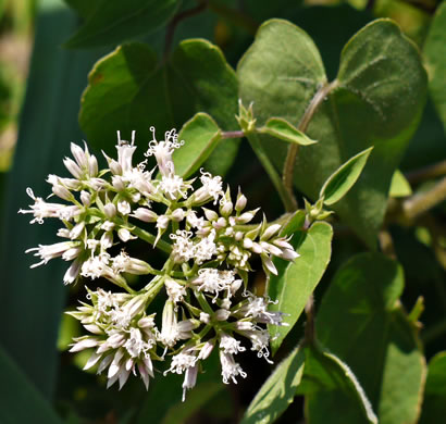 image of Mikania scandens, Climbing Hempweed