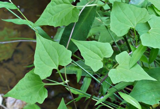 image of Mikania scandens, Climbing Hempweed