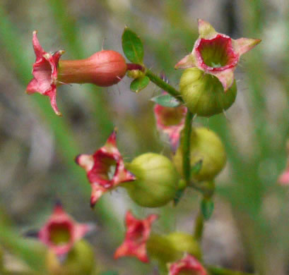 image of Rhexia mariana var. mariana, Pale Meadowbeauty, Maryland Meadowbeauty, Dull Meadowbeauty