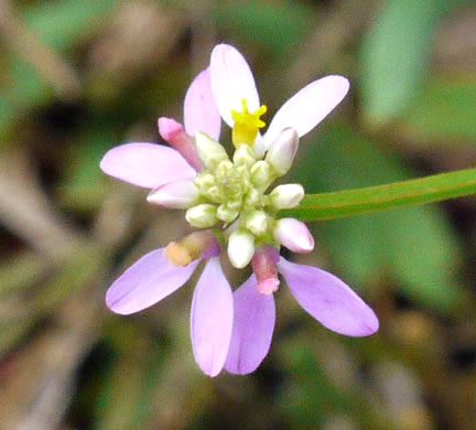 image of Polygala curtissii, Curtiss's Milkwort, Appalachian Milkwort