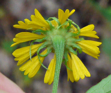 image of Helenium autumnale, Common Sneezeweed