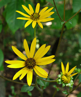 image of Helianthus atrorubens, Purple-disk Sunflower, Hairy Wood Sunflower, Appalachian Sunflower