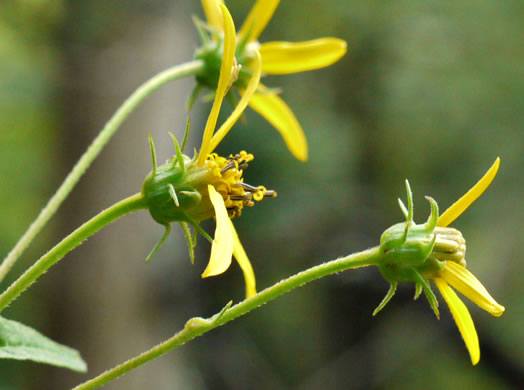 Helianthus microcephalus, Small Wood Sunflower, Small-headed Sunflower