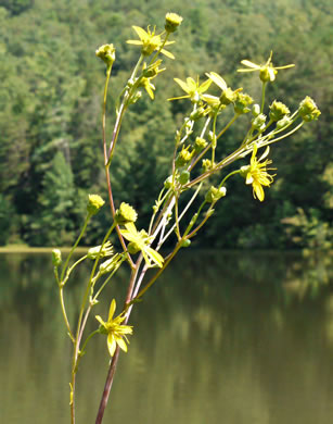 image of Silphium compositum var. compositum, Carolina Rosinweed, Compassplant, Rhubarb-leaved Rosinweed