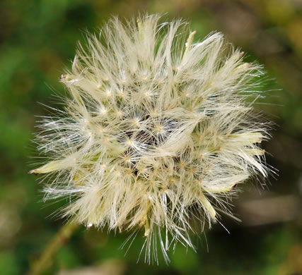 image of Pyrrhopappus carolinianus, Carolina False-dandelion, Carolina Desert-chicory