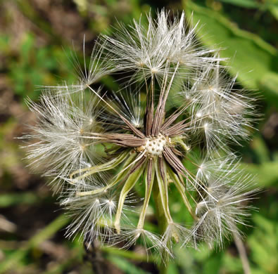 image of Pyrrhopappus carolinianus, Carolina False-dandelion, Carolina Desert-chicory