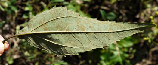 image of Helianthus microcephalus, Small Wood Sunflower, Small-headed Sunflower