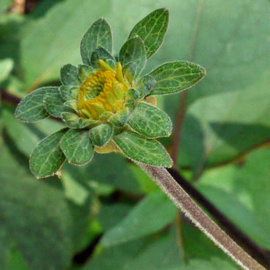 image of Heliopsis helianthoides var. helianthoides, False Sunflower, Eastern Oxeye, Eastern Sunflower-everlasting, Smooth Oxeye