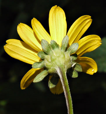 Heliopsis helianthoides var. helianthoides, False Sunflower, Eastern Oxeye, Eastern Sunflower-everlasting, Smooth Oxeye