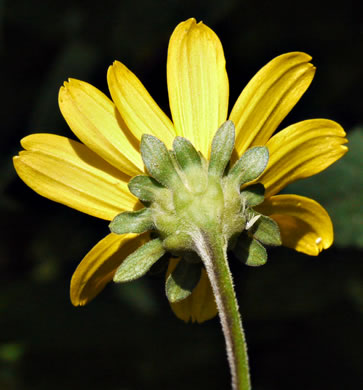 False Sunflower