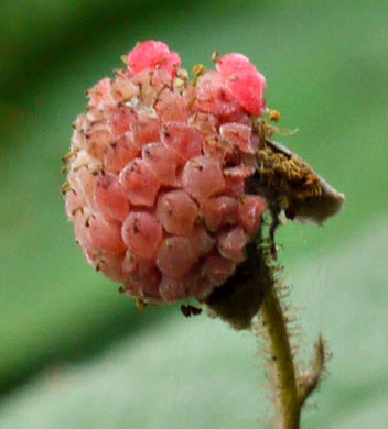 fruit of Rubus odoratus, Purple-flowering Raspberry, Thimbleberry