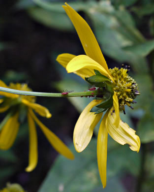 image of Rudbeckia laciniata var. laciniata, Greenheaded Coneflower, Common Cutleaf Coneflower