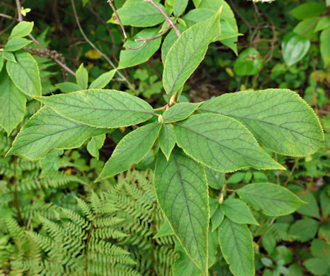 Namethatplant Net Leaves Of Clethra And Itea,Corn Snakes Bite