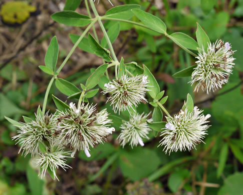 image of Pycnanthemum flexuosum, Savanna Mountain-mint, Savanna Mint