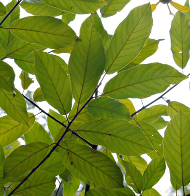 image of Frangula caroliniana, Carolina Buckthorn, Polecat-tree, Indian Currant, Indian-cherry