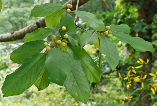 image of Frangula caroliniana, Carolina Buckthorn, Polecat-tree, Indian Currant