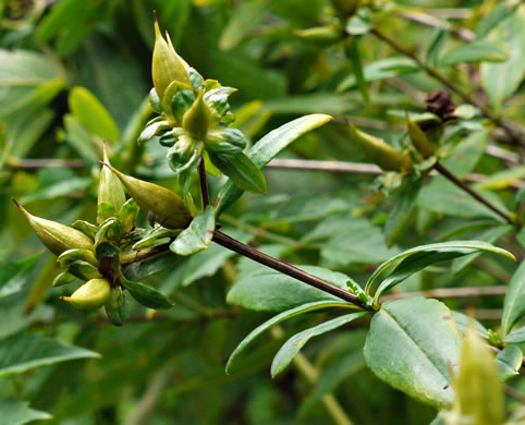 image of Hypericum prolificum, Shrubby St. Johnswort