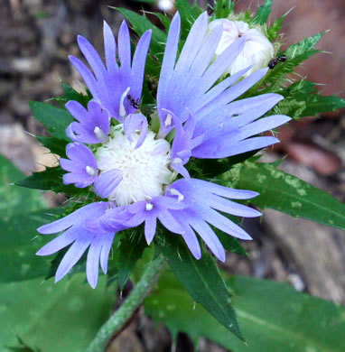 flower of Stokesia laevis, Stokes Aster, Stokesia, Blue Stokesia