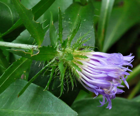 image of Stokesia laevis, Stokes Aster, Stokesia, Blue Stokesia